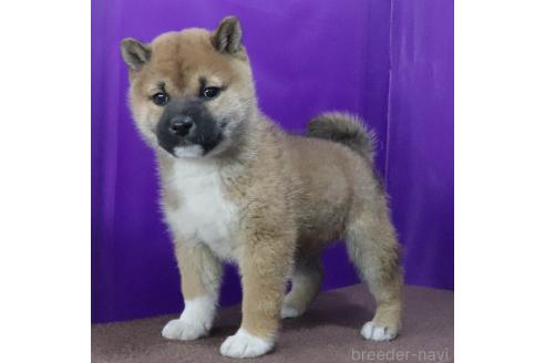 成約済の愛知県の柴犬-364721の2枚目